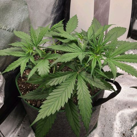 Humboldt Squirt  growlog timeline photo