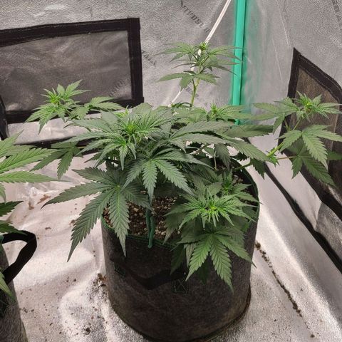 Humboldt Squirt 2 growlog timeline photo