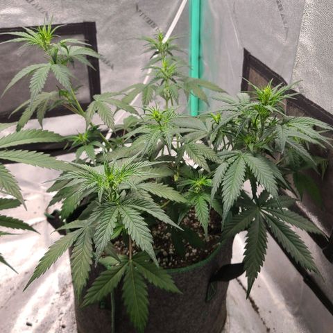 Humboldt Squirt 2 growlog timeline photo