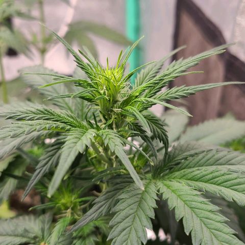 Humboldt Squirt 2 growlog timeline photo