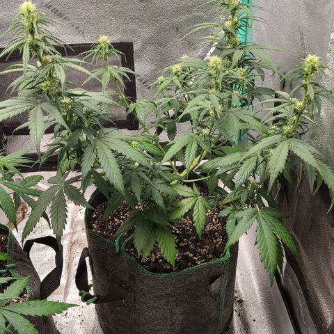 Humboldt Squirt 2 growlog timeline photo