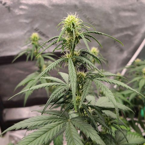 Humboldt Squirt 2 growlog timeline photo