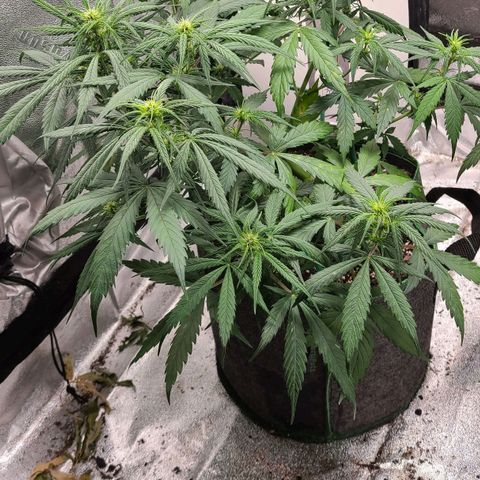 Humboldt Squirt  growlog timeline photo