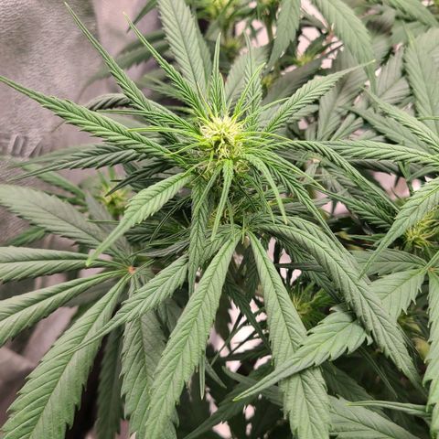 Humboldt Squirt  growlog timeline photo