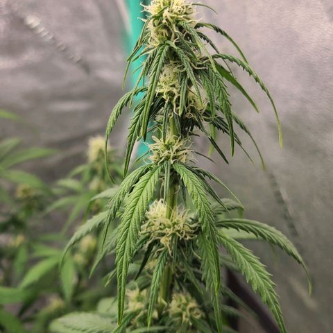 Humboldt Squirt 2 growlog timeline photo