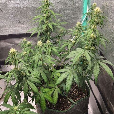 Humboldt Squirt 2 growlog timeline photo