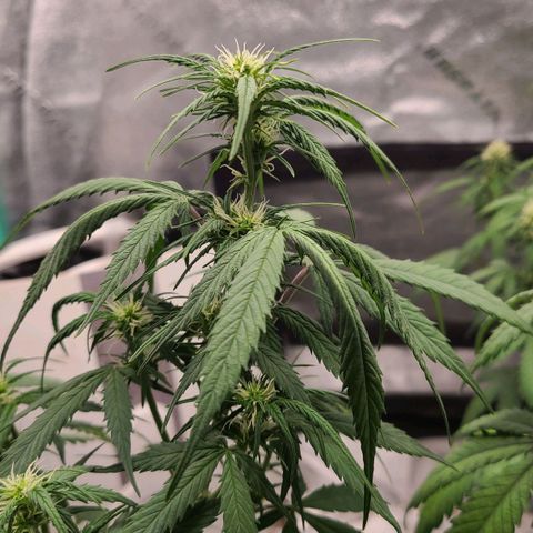 Humboldt Squirt  growlog timeline photo