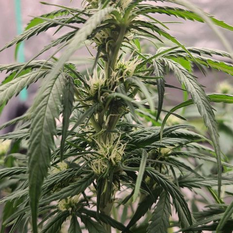 Humboldt Squirt  growlog timeline photo