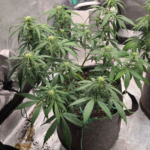 Humboldt Squirt  growlog timeline photo