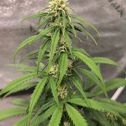 Humboldt Squirt 2 growlog timeline photo