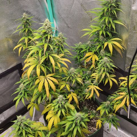 Humboldt Squirt 2 growlog timeline photo