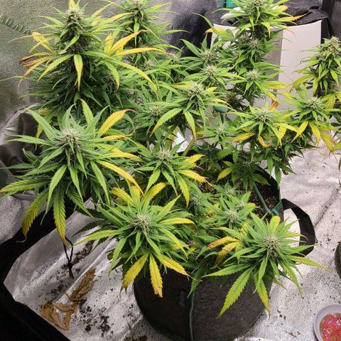 Humboldt Squirt  growlog timeline photo