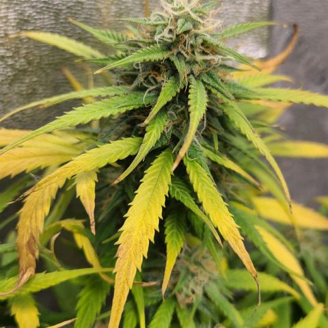 Humboldt Squirt  growlog timeline photo