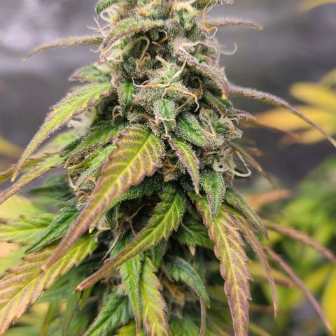 Humboldt Squirt 2 growlog timeline photo