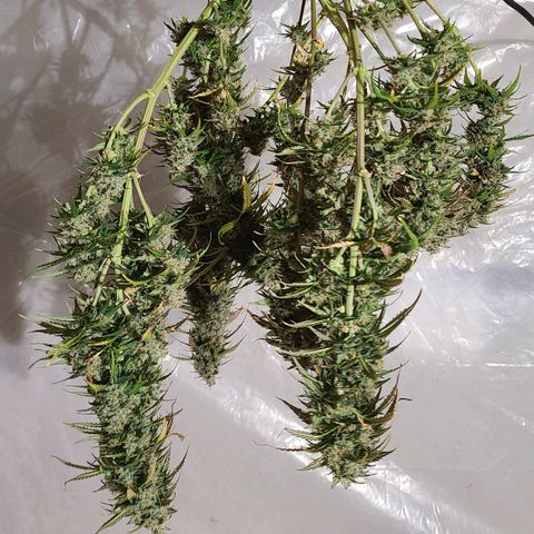 Humboldt Squirt 2 growlog timeline photo