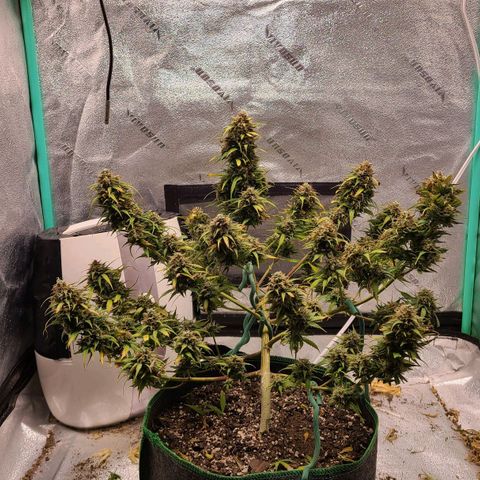 Humboldt Squirt  growlog timeline photo