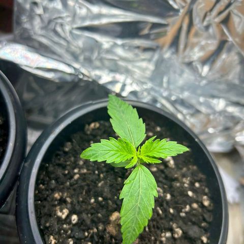 Critical Kush Auto growlog timeline photo