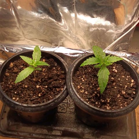 Critical Kush Auto growlog timeline photo