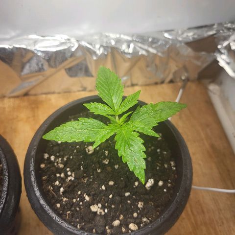 Critical Kush Auto growlog timeline photo