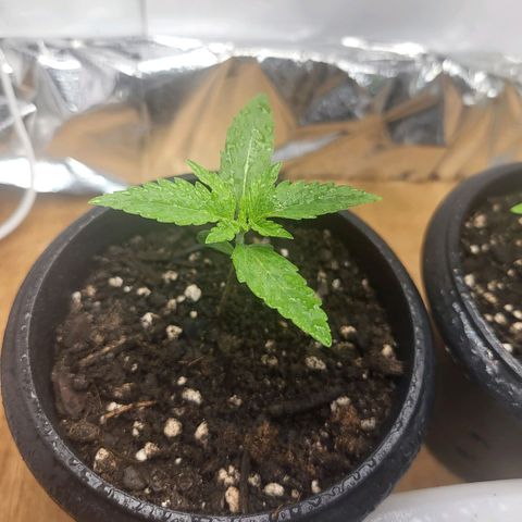 Critical Kush Auto growlog timeline photo