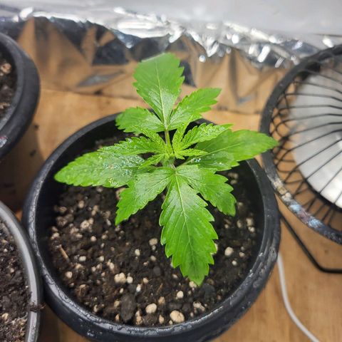 Critical Kush Auto growlog timeline photo