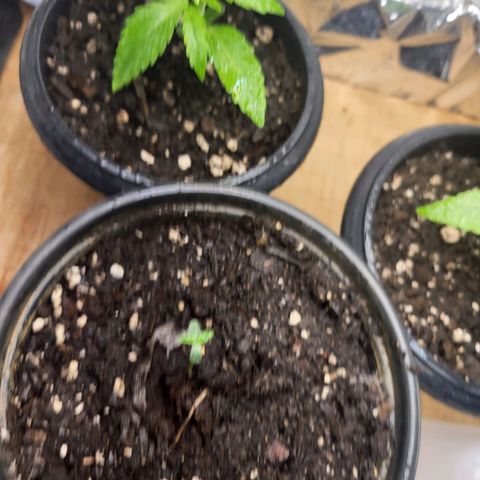 Purple punch  growlog timeline photo