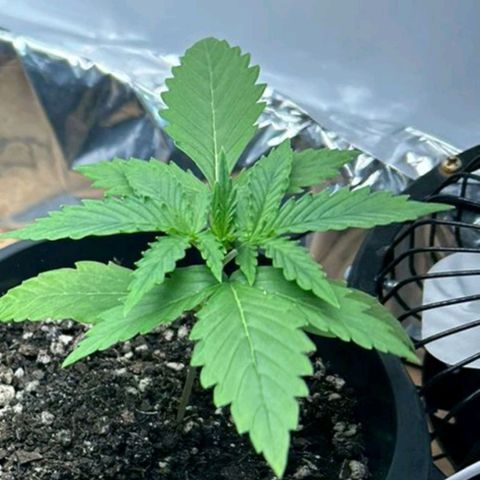 Critical Kush Auto growlog timeline photo
