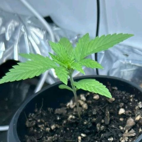 Purple punch  growlog timeline photo