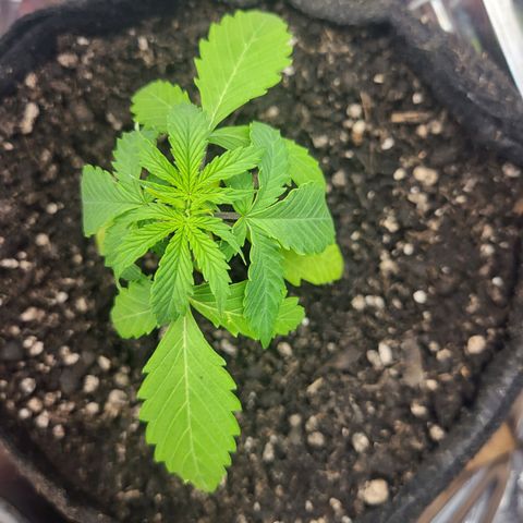 Purple punch  growlog timeline photo