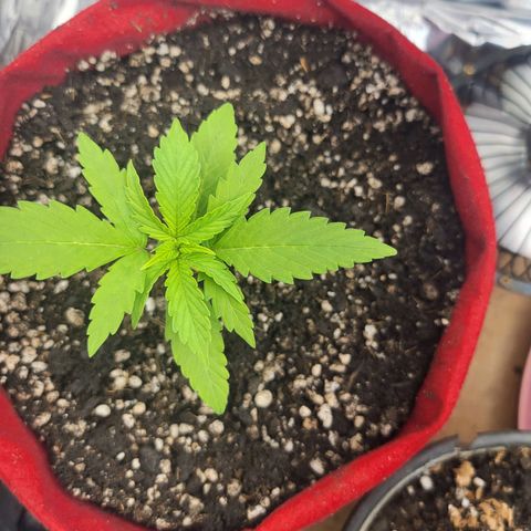 Critical Kush Auto growlog timeline photo