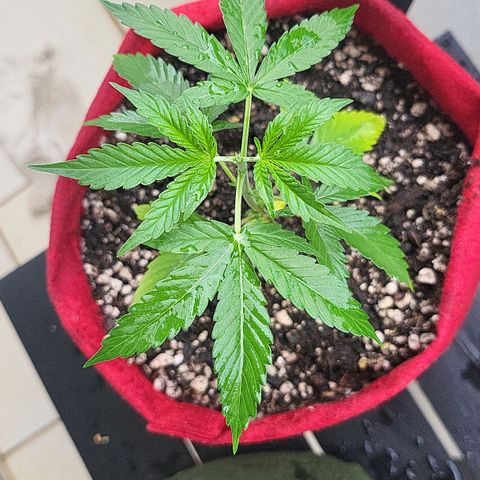 Critical Kush Auto growlog timeline photo