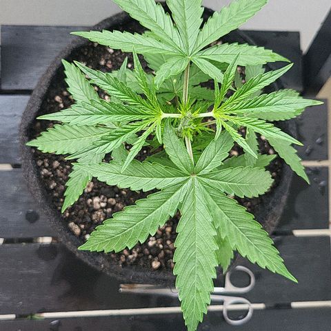 Purple punch  growlog timeline photo
