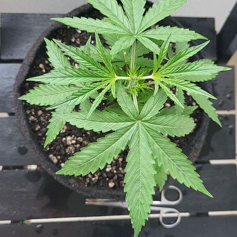 Purple punch  growlog timeline photo