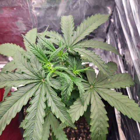 Purple punch  growlog timeline photo