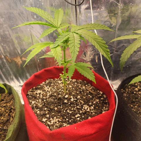 Critical Kush Auto growlog timeline photo