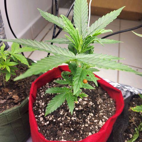 Critical Kush Auto growlog timeline photo