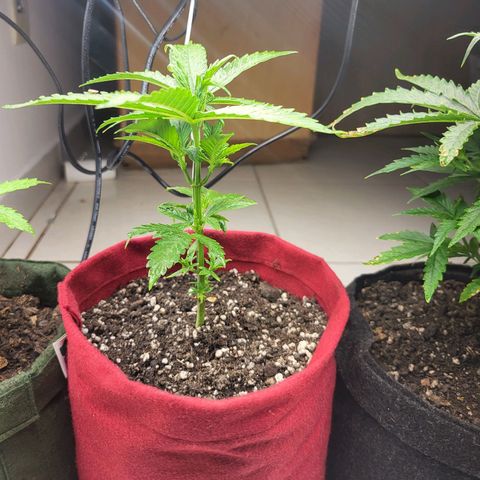 Critical Kush Auto growlog timeline photo