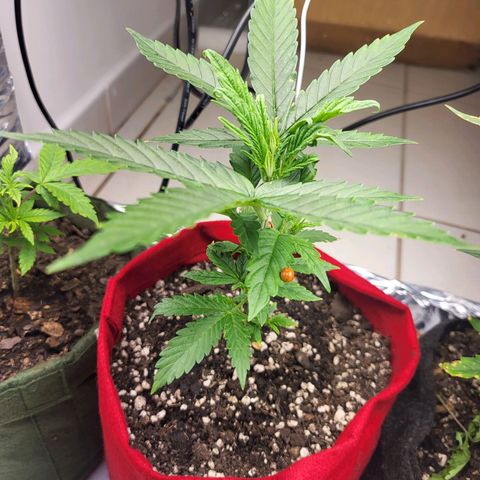 Critical Kush Auto growlog timeline photo