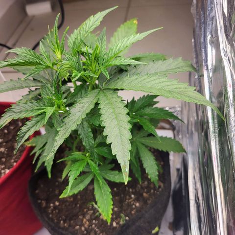 Purple punch  growlog timeline photo