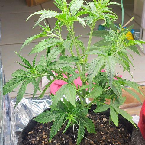 Purple punch  growlog timeline photo