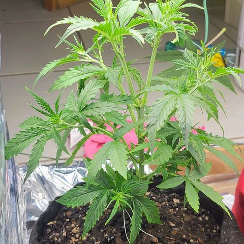 Purple punch  growlog timeline photo