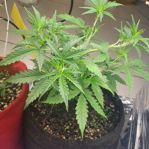 Purple punch  growlog photo: Desfoliacao mais LST