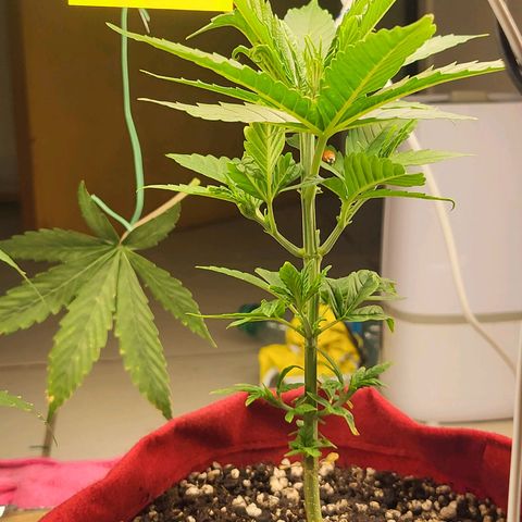 Critical Kush Auto growlog timeline photo