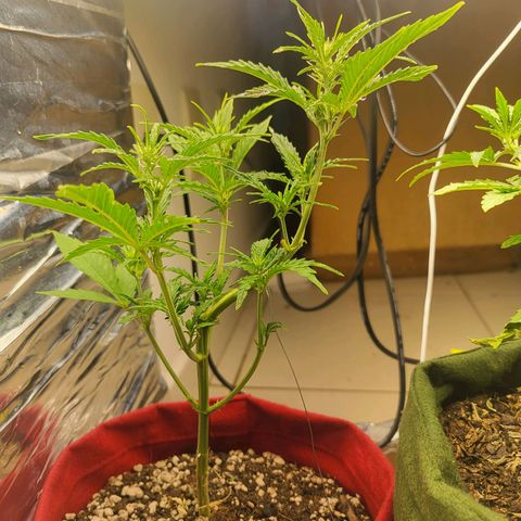Critical Kush Auto growlog timeline photo