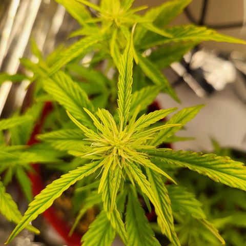 Critical Kush Auto growlog timeline photo