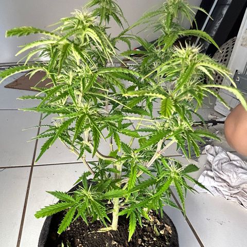 Purple punch  growlog timeline photo