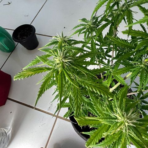 Purple punch  growlog timeline photo