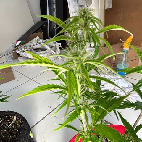 Critical Kush Auto growlog timeline photo