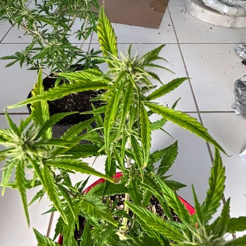 Critical Kush Auto growlog timeline photo
