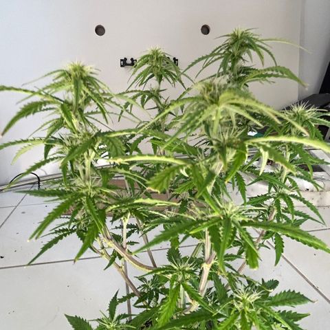 Purple punch  growlog timeline photo